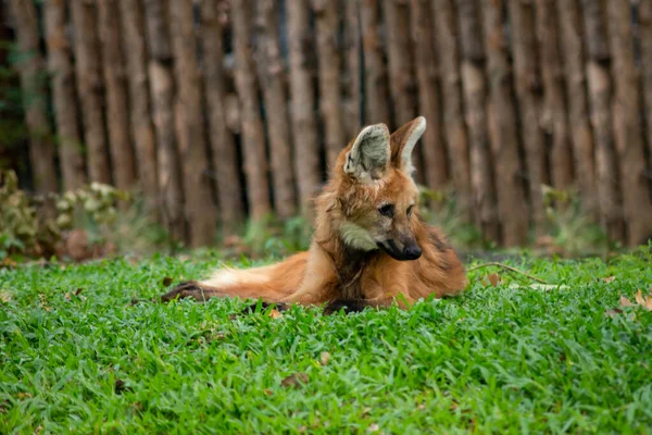 Loup Maned Est Grand Loup Amérique Sud Mais Ressemble Renard — Photo