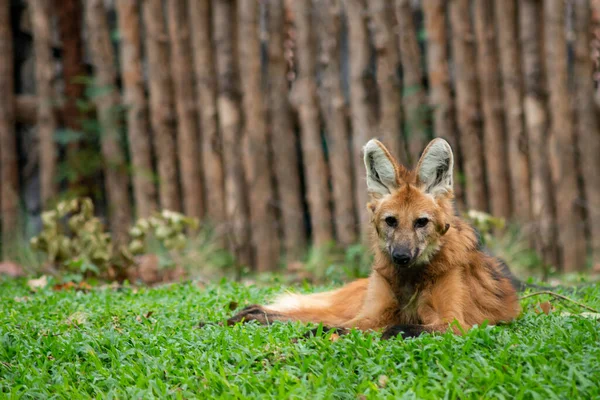 Sörényes Farkas Dél Amerika Legnagyobb Farkasa Úgy Néz Mint Egy — Stock Fotó