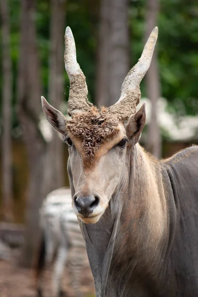 Common Elands Spiral Horned Antelopes — Stock Photo, Image