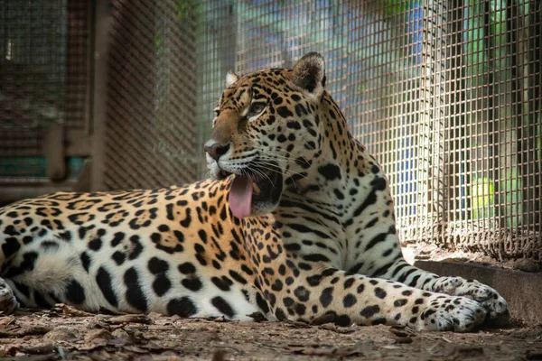Jaguars Zijn Enige Grote Kat Amerika — Stockfoto