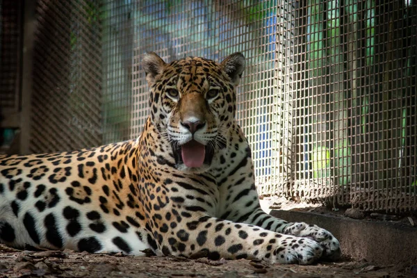 Les Jaguars Sont Seul Gros Chat Des Amériques — Photo