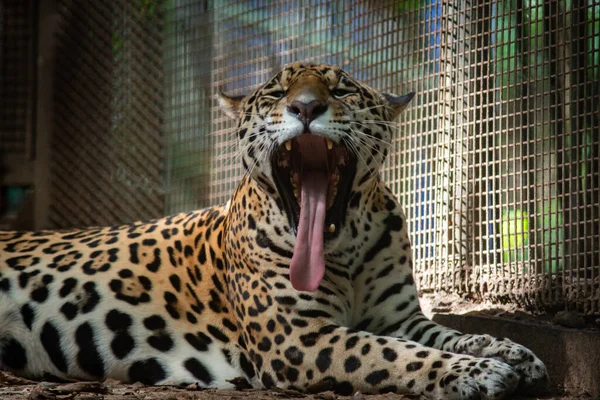 Les Jaguars Sont Seul Gros Chat Des Amériques — Photo