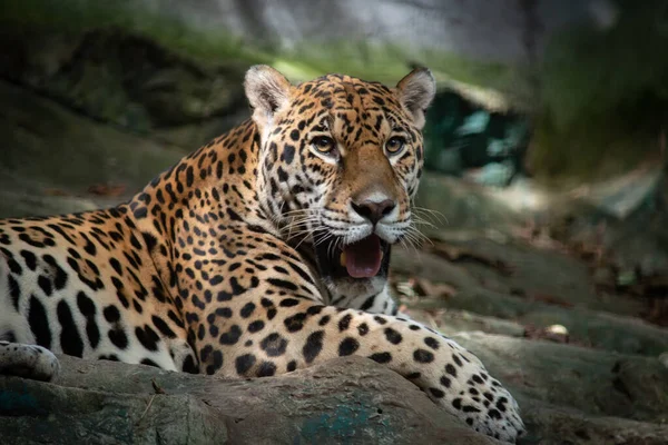 Les Jaguars Sont Seul Gros Chat Des Amériques — Photo