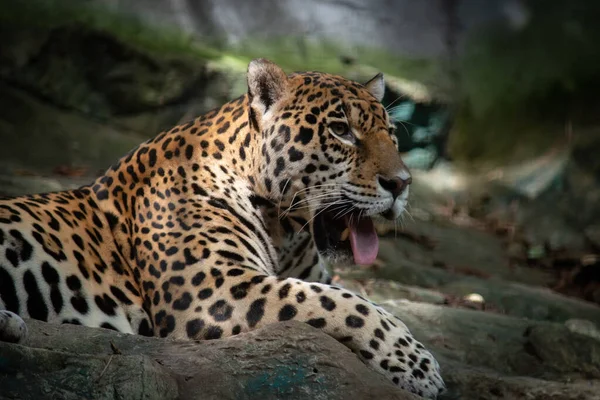 Jaguares São Único Gato Grande Das Américas — Fotografia de Stock