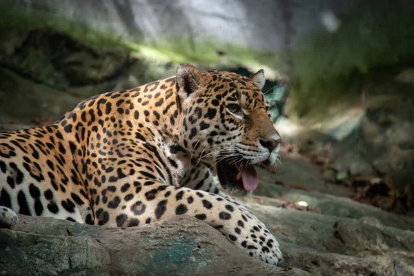 Les Jaguars Sont Seul Gros Chat Des Amériques — Photo