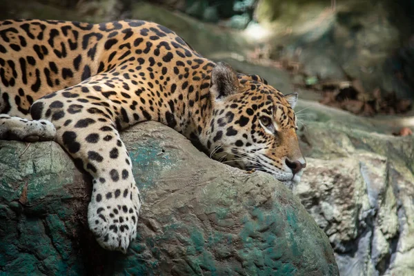 Les Jaguars Sont Seul Gros Chat Des Amériques — Photo