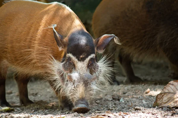 Red River Hogs Live Variety Habitats Long Dense Vegetation — Stock Photo, Image
