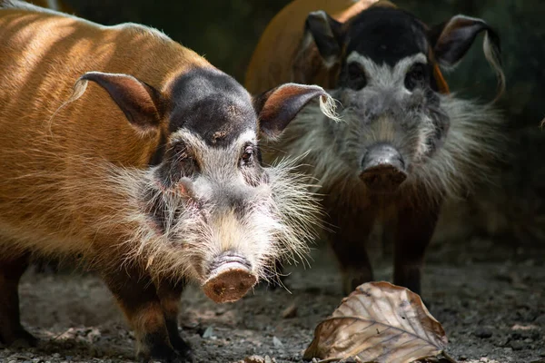 Red River Hogs Live Variety Habitats Long Dense Vegetation — Stock Photo, Image