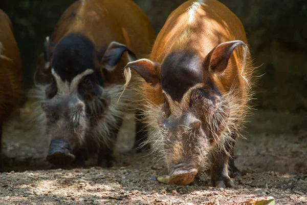 Porcos Rio Vermelho Viverão Uma Variedade Habitats Desde Que Haja — Fotografia de Stock