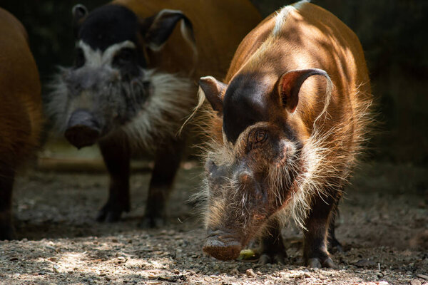 Red river hogs will live in a variety of habitats as long as there is dense vegetation