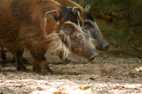 Red River Hogs Live Variety Habitats Long Dense Vegetation — Stock Photo, Image