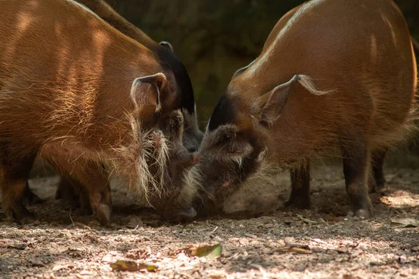 Red River Hogs Live Variety Habitats Long Dense Vegetation — Stock Photo, Image