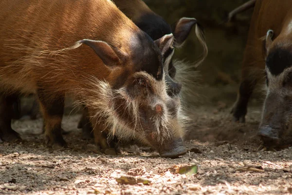 Los Cerdos Rojos Del Río Vivirán Una Variedad Hábitats Mientras —  Fotos de Stock