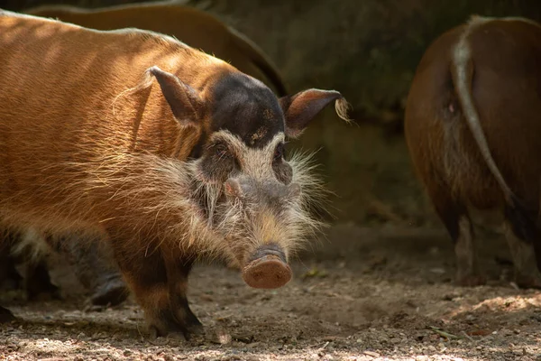 Red River Hogs Live Variety Habitats Long Dense Vegetation — Stock Photo, Image