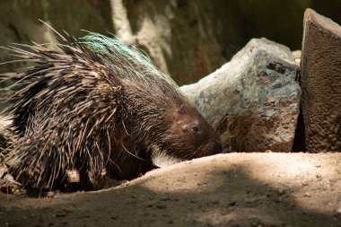 Gündüz vakti Malezya kirpisinin farklı davranışları