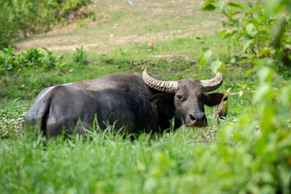 Buffalo Est Trempé Dans Mousse Avec Détente — Photo