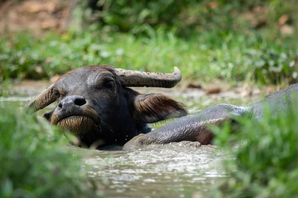 Buffalo Immerso Nel Muschio Con Relax — Foto Stock