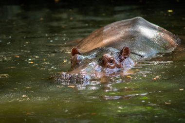 Su aygırları saldırgandır ve çok tehlikelidir..