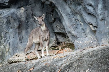 Goral, keçi ya da antilop görünümlü küçük bir boynuz.