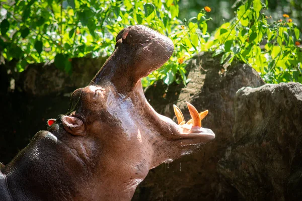 Hippopotamus Aggressive Considered Very Dangerous — Stock Photo, Image