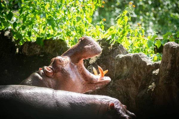 Hipopótamo Son Agresivos Consideran Muy Peligrosos —  Fotos de Stock