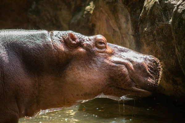 Hippopotame Sont Agressifs Sont Considérés Comme Très Dangereux — Photo