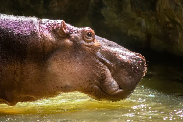 Hippopotamus Agresszív Nagyon Veszélyesnek Tekinthető — Stock Fotó