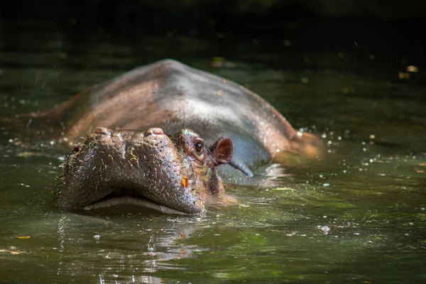 Flusspferde Sind Aggressiv Und Gelten Als Sehr Gefährlich — Stockfoto