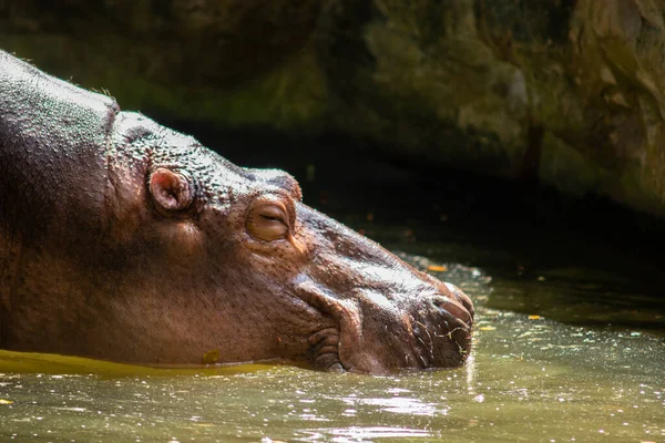 Гіпопопотам Агресивний Вважається Дуже Небезпечним — стокове фото