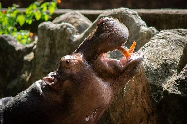 Hippopotamus Aggressive Considered Very Dangerous — Stock Photo, Image