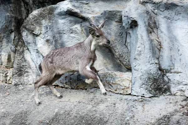 Goral Een Kleine Hoefdier Met Een Geit Achtige Antilopen Achtige — Stockfoto