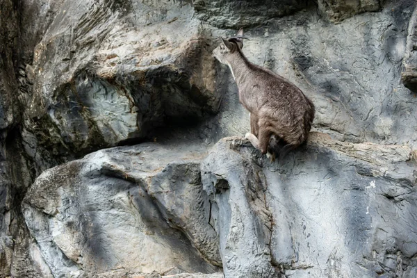 Goral Ungulados Pequeños Con Apariencia Cabra Antílope —  Fotos de Stock