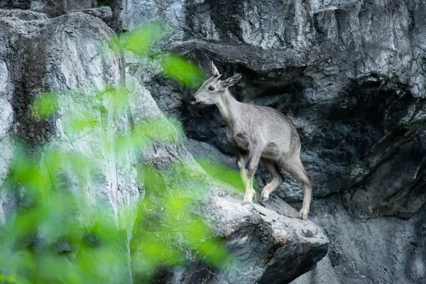 Goral Small Ungulates Goat Antelope Appearance — Stock Photo, Image