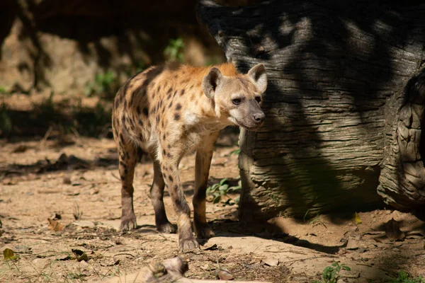 Hyenan Africas Vanligaste Stora Rovdjur — Stockfoto