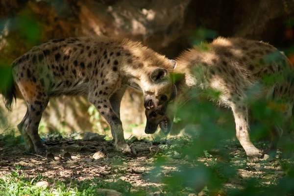Hyena Africas Nejčastější Masožravec — Stock fotografie