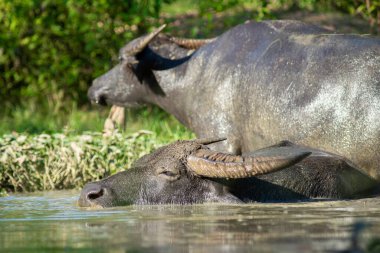 Rahatlamak için debelenen bir bufalonun mutluluğu.