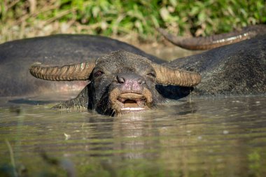 Rahatlamak için debelenen bir bufalonun mutluluğu.