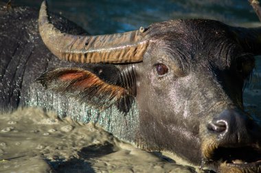 Rahatlamak için debelenen bir bufalonun mutluluğu.