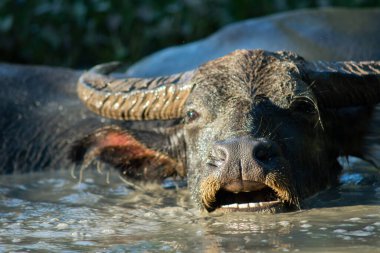 Rahatlamak için debelenen bir bufalonun mutluluğu.