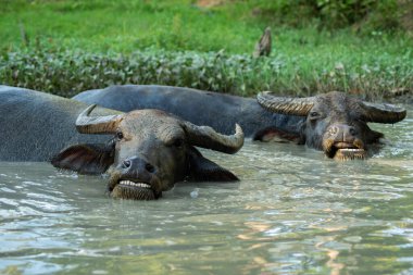 Rahatlamak için debelenen bir bufalonun mutluluğu.