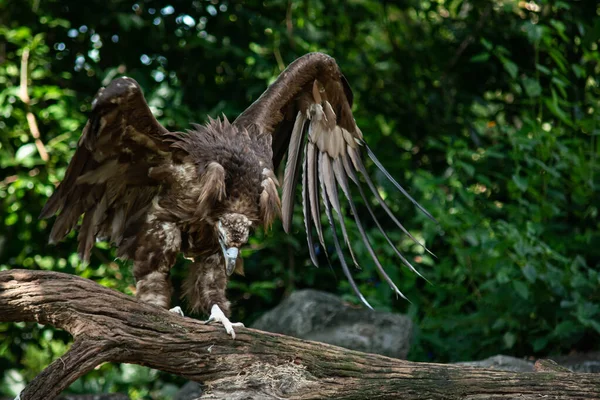 クロハゲワシ 世界で最も大きい猛禽類と思われる — ストック写真