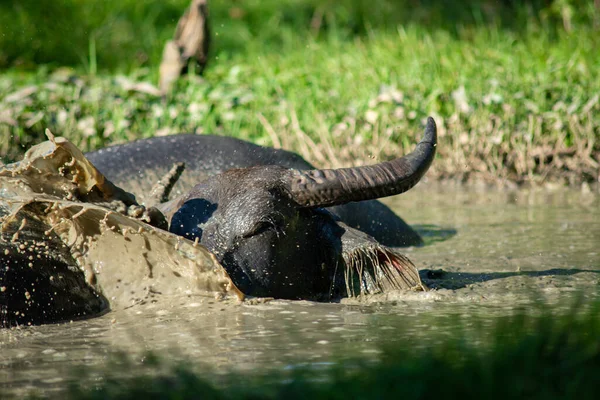 Felicità Bufalo Bagnato Crogiolo Relax — Foto Stock