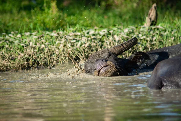 Felicità Bufalo Bagnato Crogiolo Relax — Foto Stock