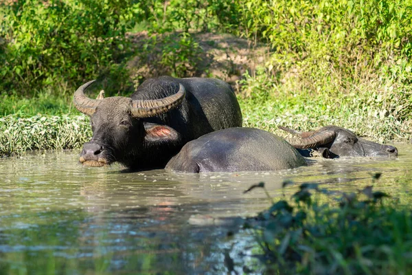 リラックスのためにツバメに浸したときの水牛の幸せ — ストック写真