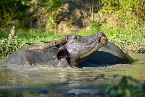 Bonheur Buffle Lorsqu Est Trempé Dans Une Vase Pour Détente — Photo