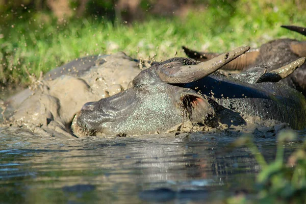 Het Geluk Van Een Buffel Wanneer Doordrenkt Een Wentel Voor — Stockfoto