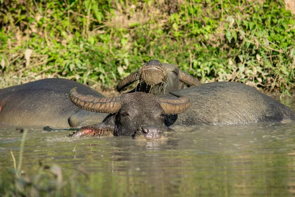 Het Geluk Van Een Buffel Wanneer Doordrenkt Een Wentel Voor — Stockfoto