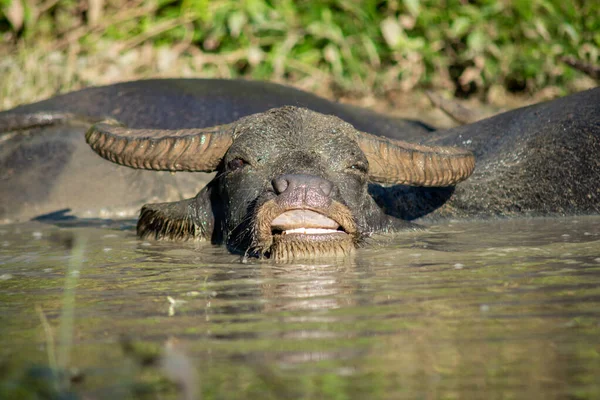 Happiness Buffalo Soaked Wallow Relaxation — Stock Photo, Image