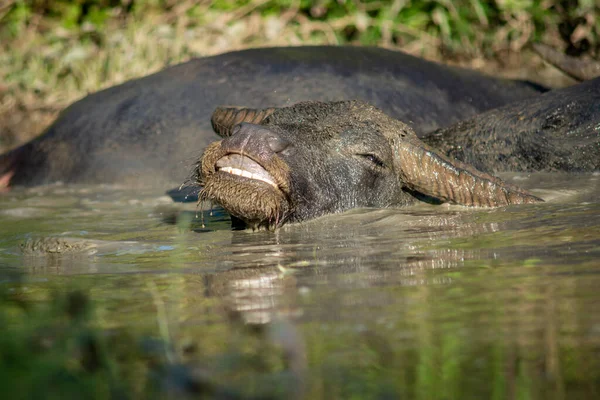 Het Geluk Van Een Buffel Wanneer Doordrenkt Een Wentel Voor — Stockfoto