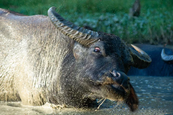 Bonheur Buffle Lorsqu Est Trempé Dans Une Vase Pour Détente — Photo